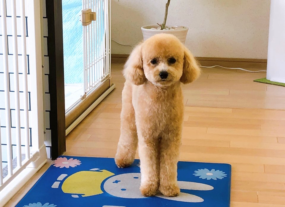 お客様（わんちゃん）のご紹介ですU^ェ^U