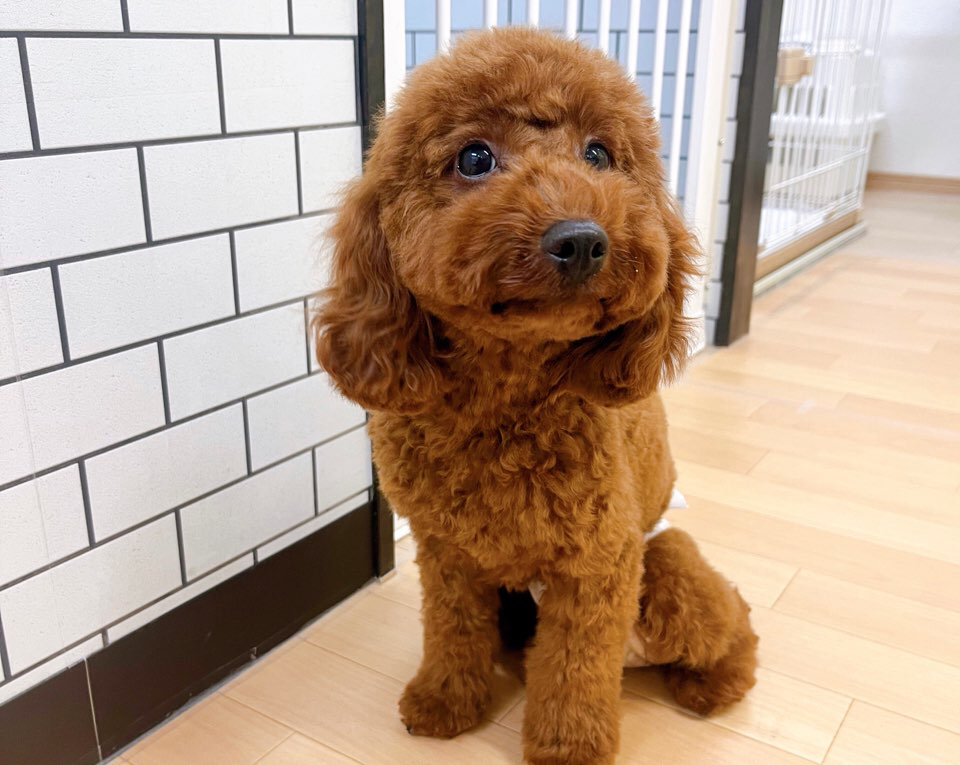 お客様（わんちゃん）のご紹介ですU^ェ^U