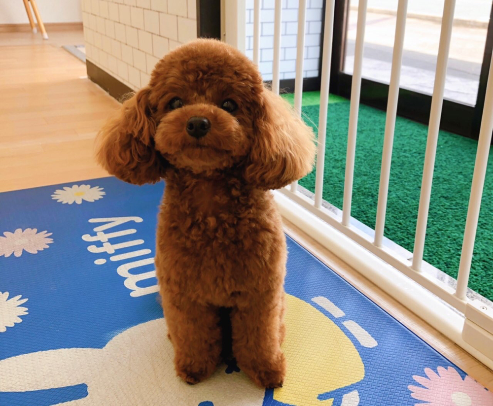 お客様（わんちゃん）のご紹介ですU^ェ^U