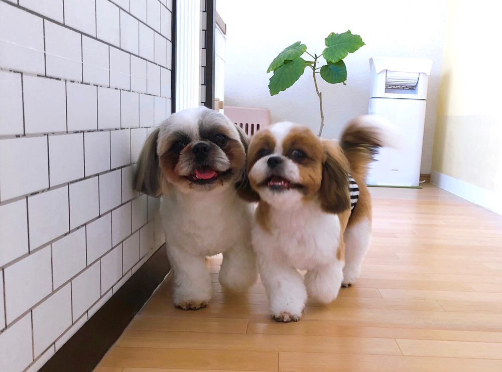 お客様（わんちゃん）のご紹介ですU^ェ^U