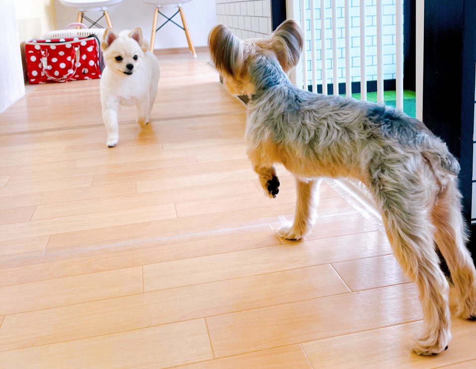 お客様（わんちゃん）のご紹介ですU^ェ^U