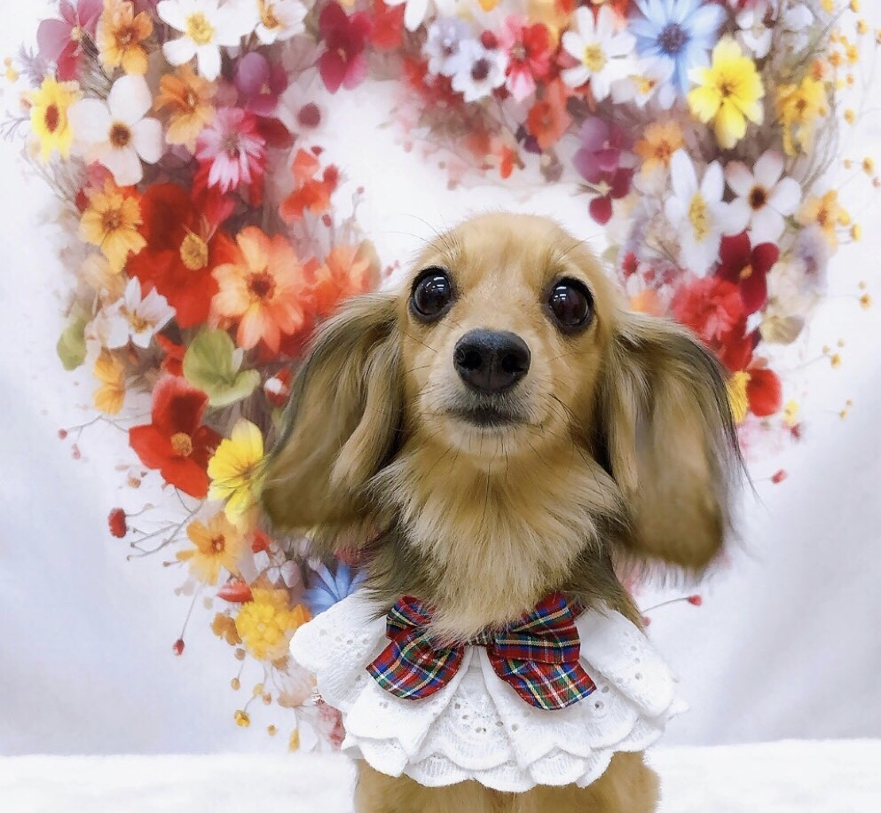 お客様（わんちゃん）のご紹介ですU^ェ^U