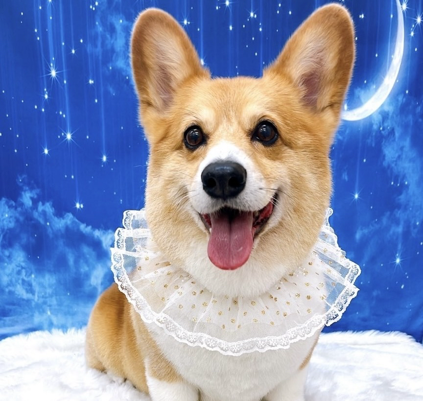 お客様（わんちゃん）のご紹介ですU^ェ^U