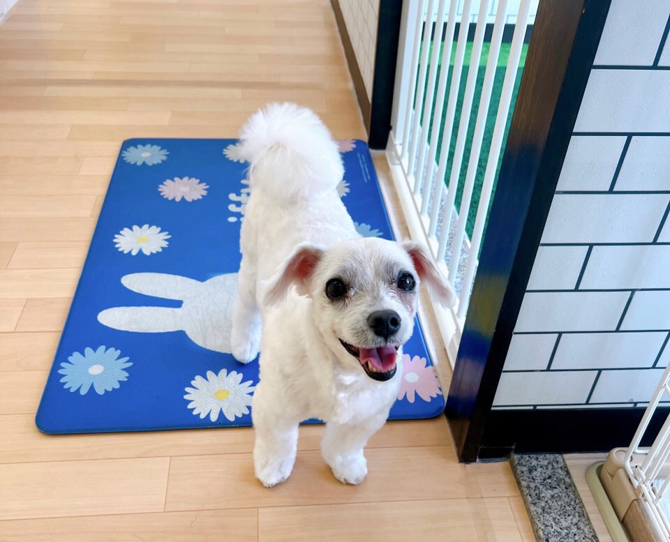 お客様（わんちゃん）のご紹介ですU^ェ^U