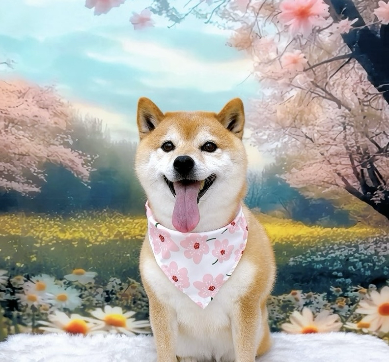 お客様（わんちゃん）のご紹介ですU^ェ^U