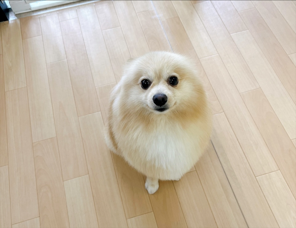 お客様（わんちゃん）のご紹介ですU^ェ^U