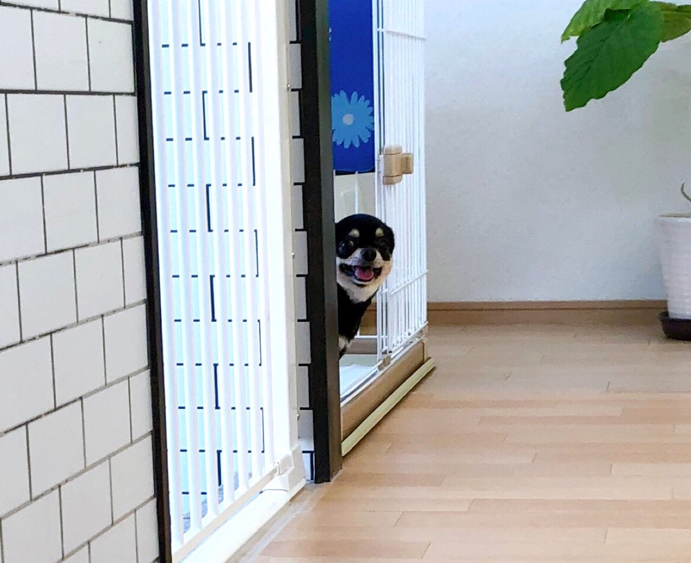 お客様（わんちゃん）のご紹介ですU^ェ^U