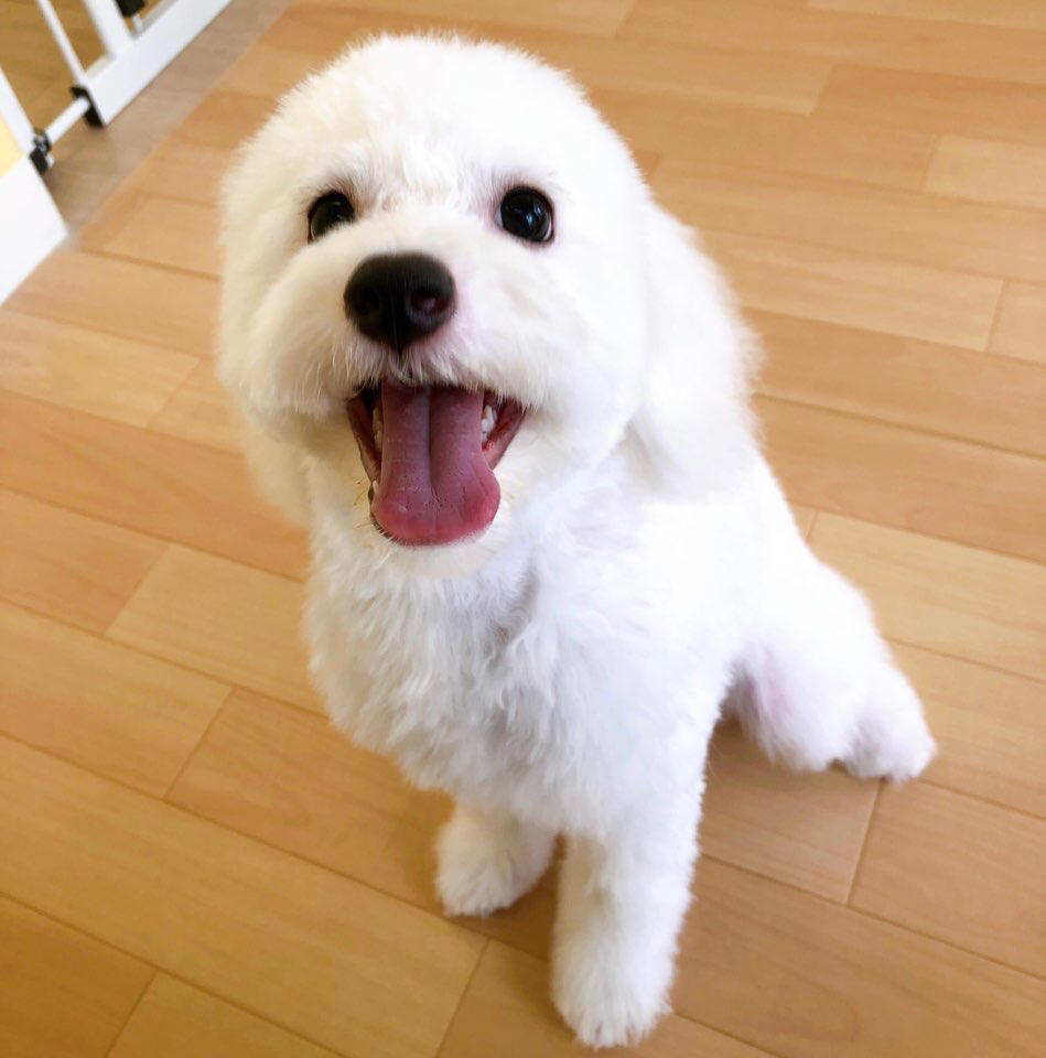 お客様（わんちゃん）のご紹介ですU^ェ^U