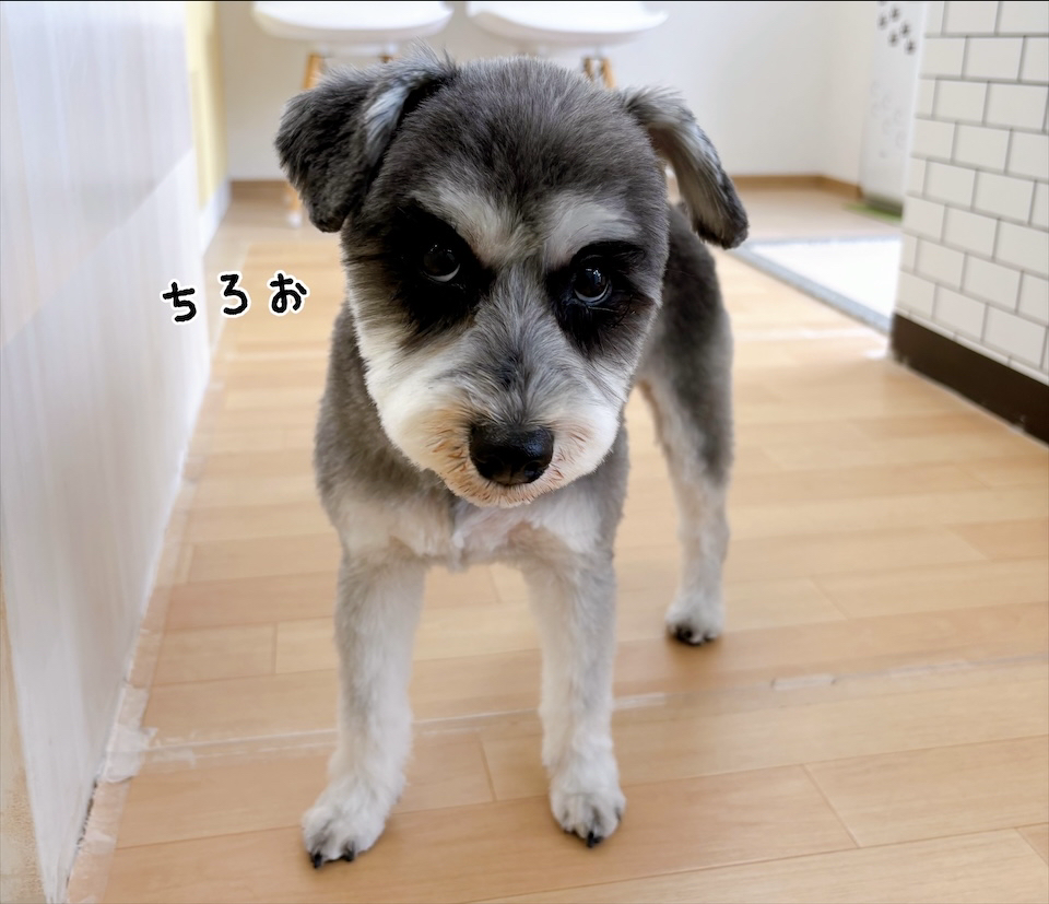 お客様（わんちゃん）のご紹介ですU^ェ^U