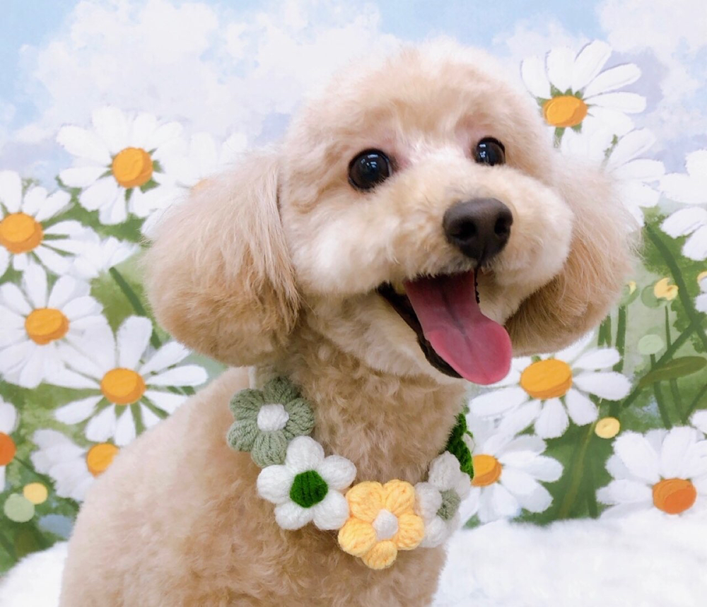 お客様（わんちゃん）のご紹介ですU^ェ^U