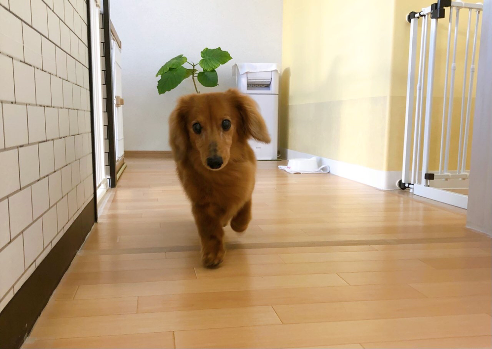 お客様（わんちゃん）のご紹介ですU^ェ^U