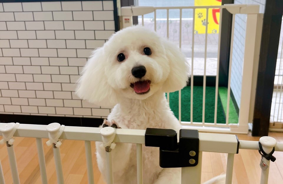 お客様（わんちゃん）のご紹介ですU^ェ^U