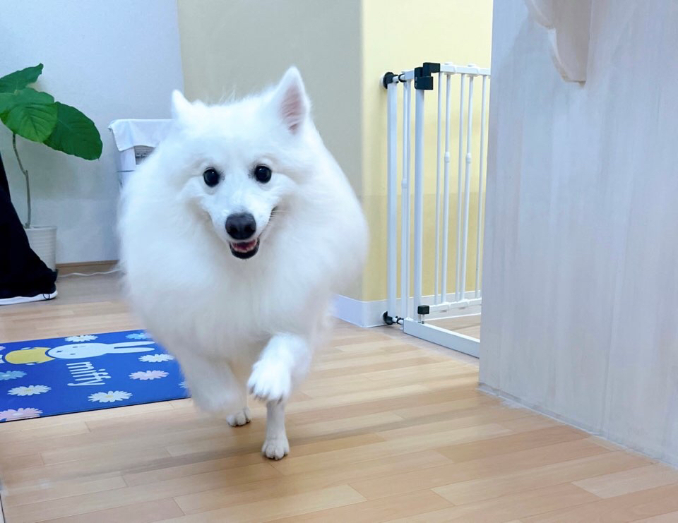 お客様（わんちゃん）のご紹介ですU^ェ^U