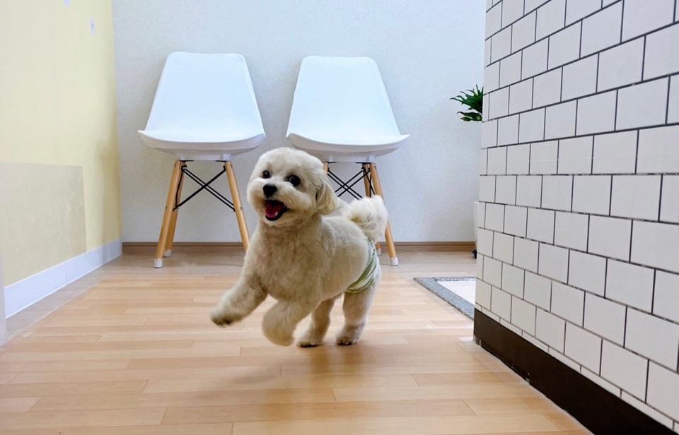 お客様（わんちゃん）のご紹介ですU^ェ^U