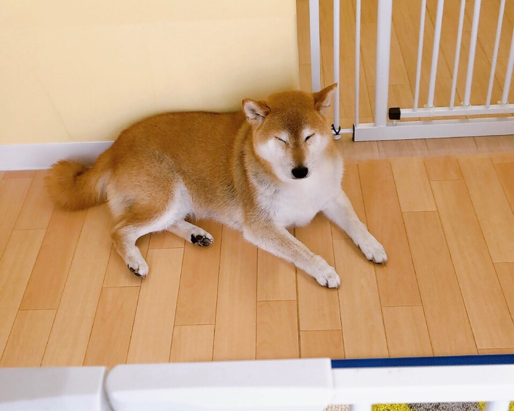 お客様（わんちゃん）のご紹介ですU^ェ^U