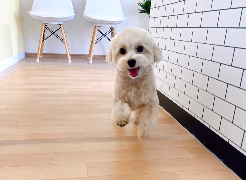 お客様（わんちゃん）のご紹介ですU^ェ^U