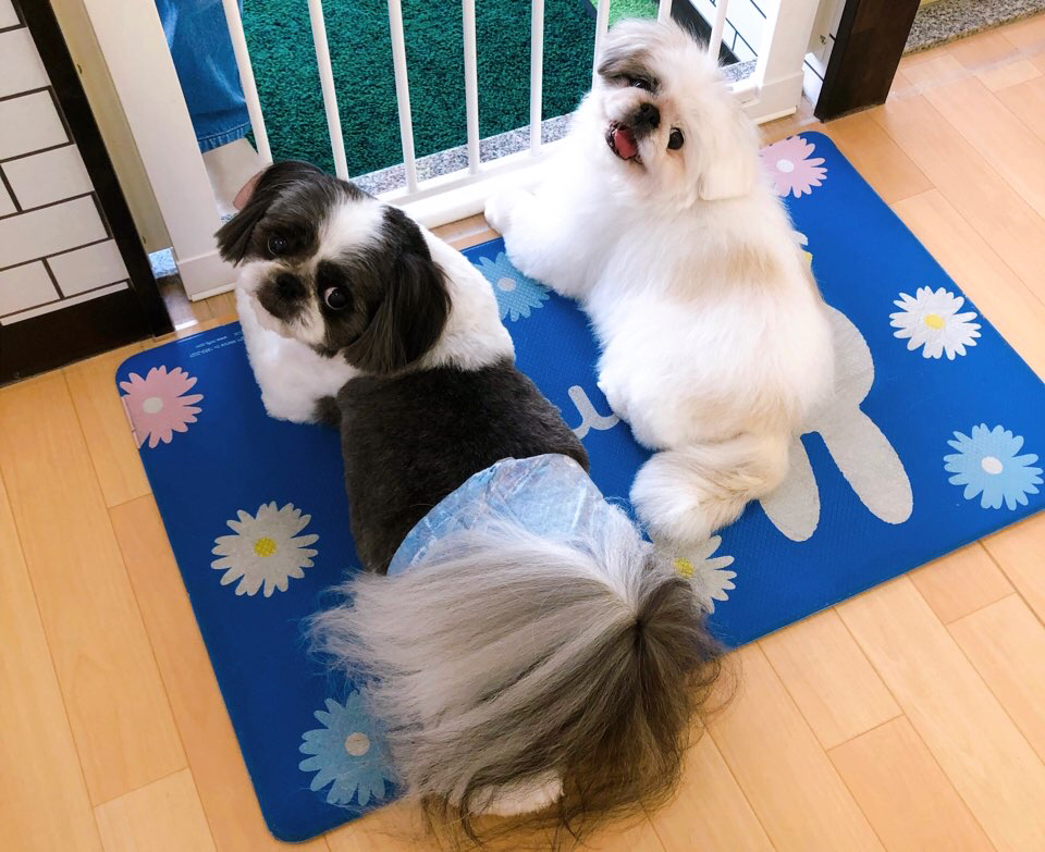 お客様（わんちゃん）のご紹介ですU^ェ^U