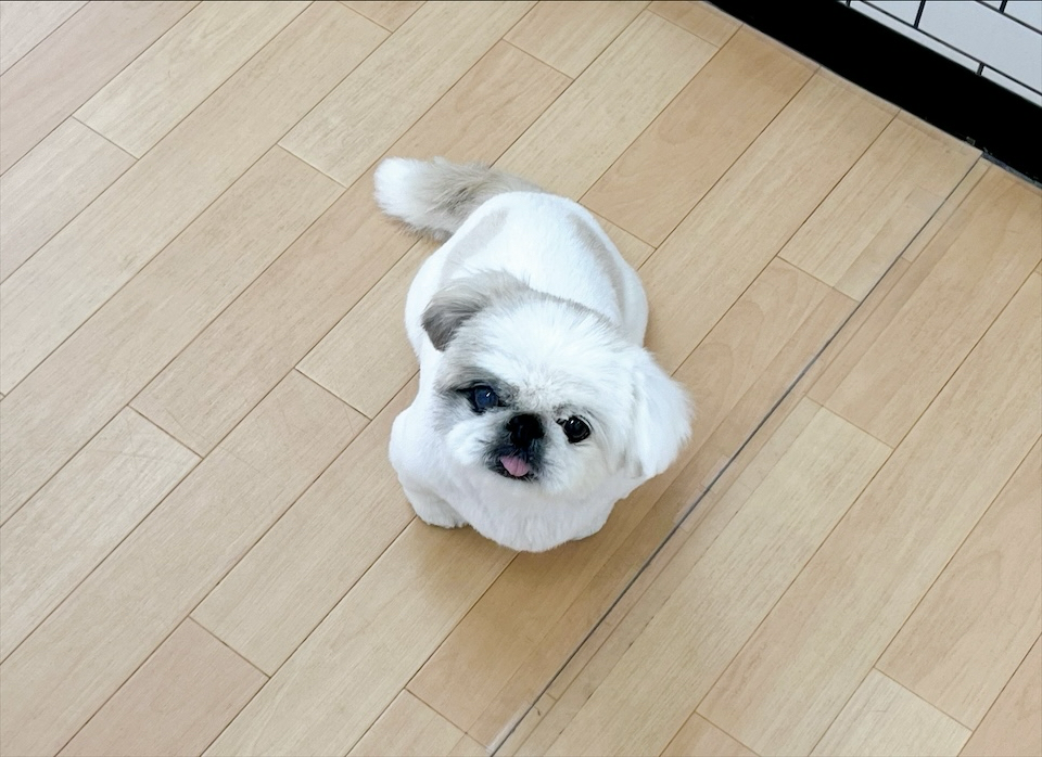 お客様（わんちゃん）のご紹介ですU^ェ^U