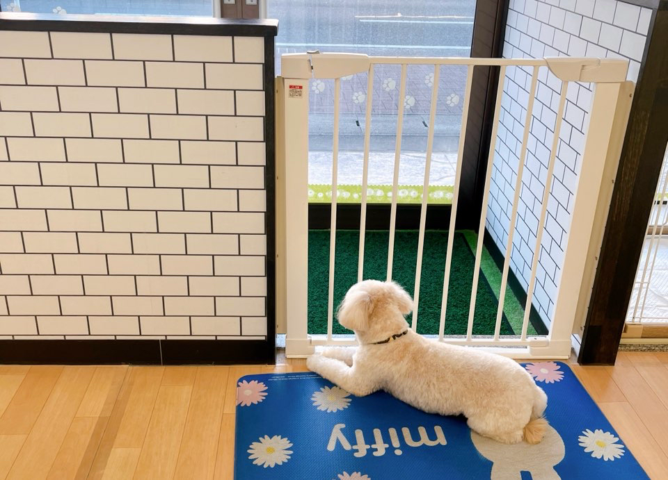 お客様（わんちゃん）のご紹介ですU^ェ^U