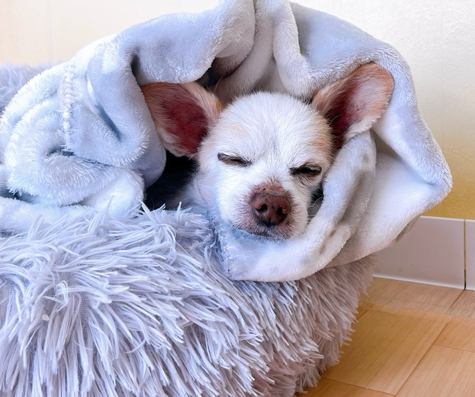 お客様（わんちゃん）のご紹介ですU^ェ^U