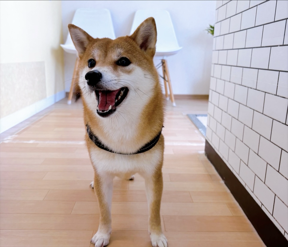 お客様（わんちゃん）のご紹介ですU^ェ^U