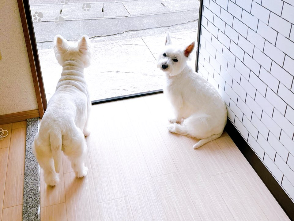 お客様（わんちゃん）のご紹介ですU^ェ^U