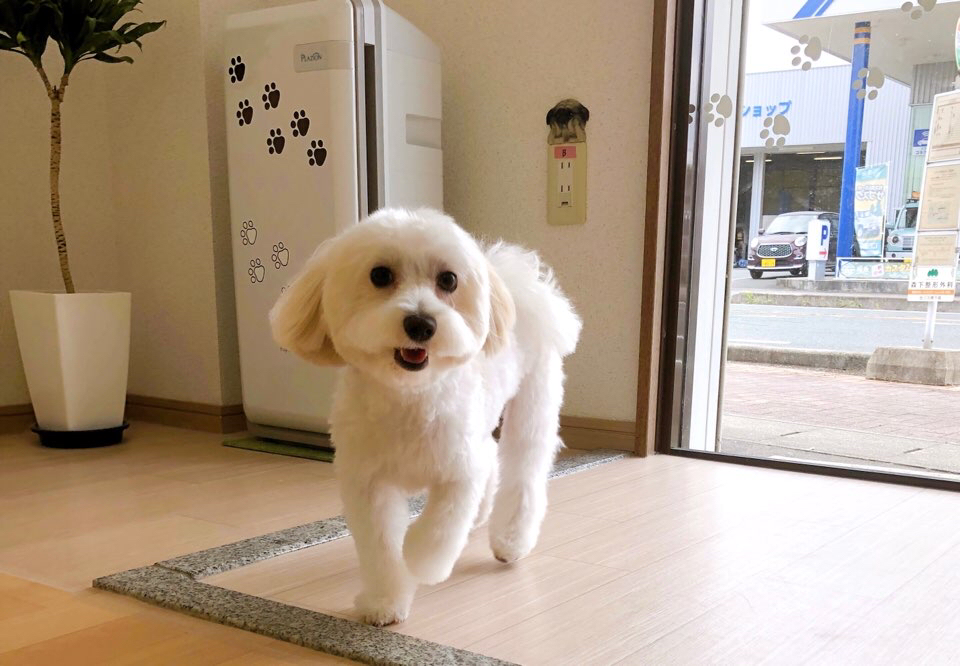 お客様（わんちゃん）のご紹介ですU^ェ^U