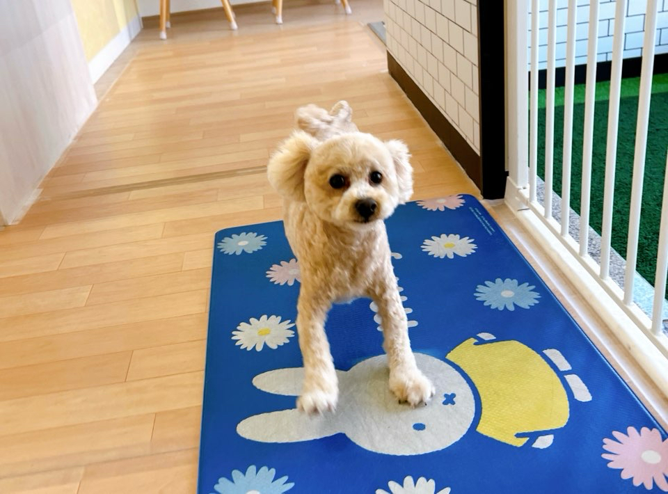 お客様（わんちゃん）のご紹介ですU^ェ^U
