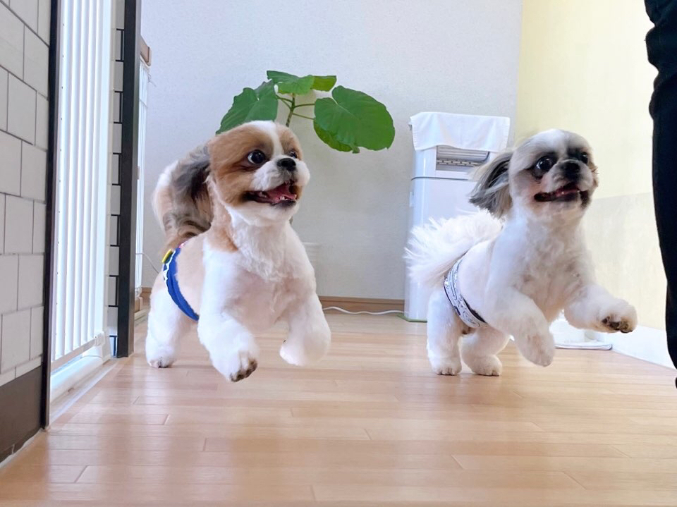 お客様（わんちゃん）のご紹介ですU^ェ^U