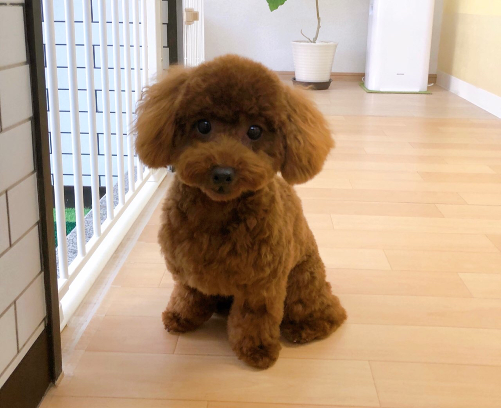 お客様（わんちゃん）のご紹介ですU^ェ^U