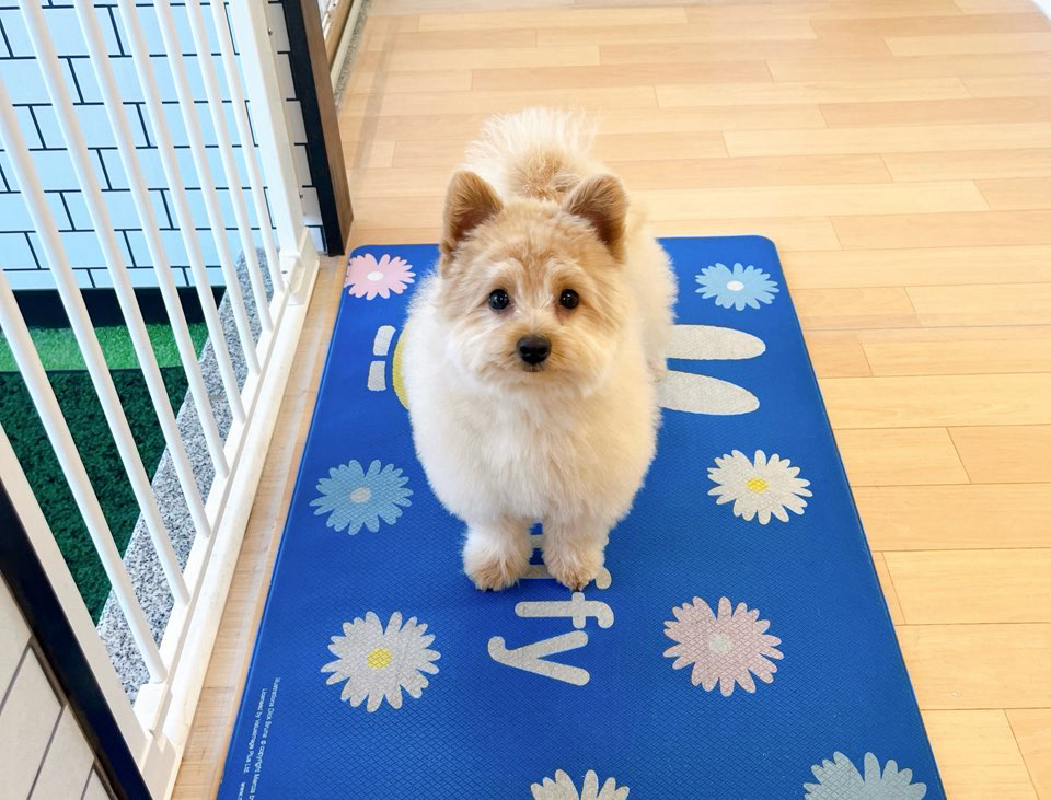 お客様（わんちゃん）のご紹介ですU^ェ^U