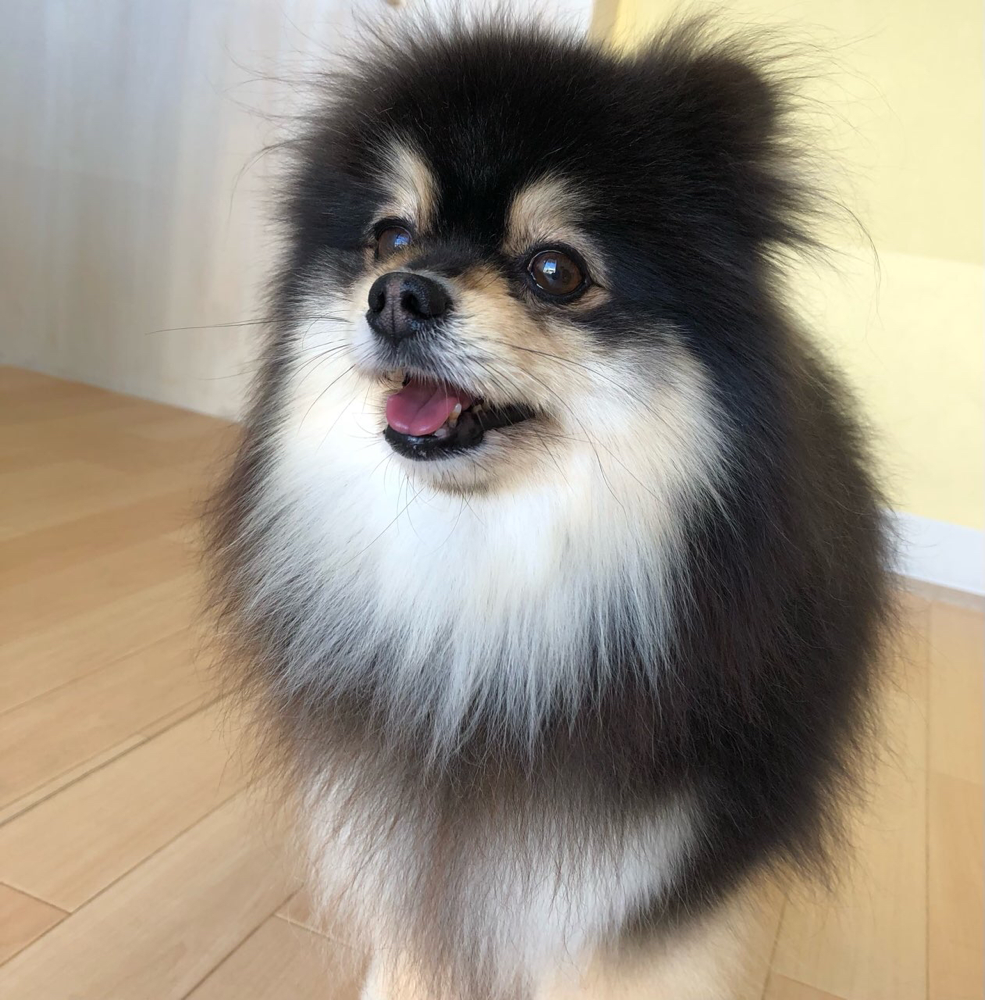 お客様（わんちゃん）のご紹介ですU^ェ^U