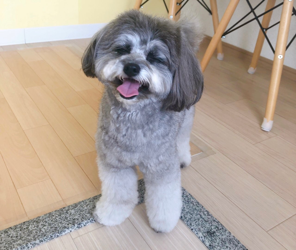 お客様（わんちゃん）のご紹介ですU^ェ^U