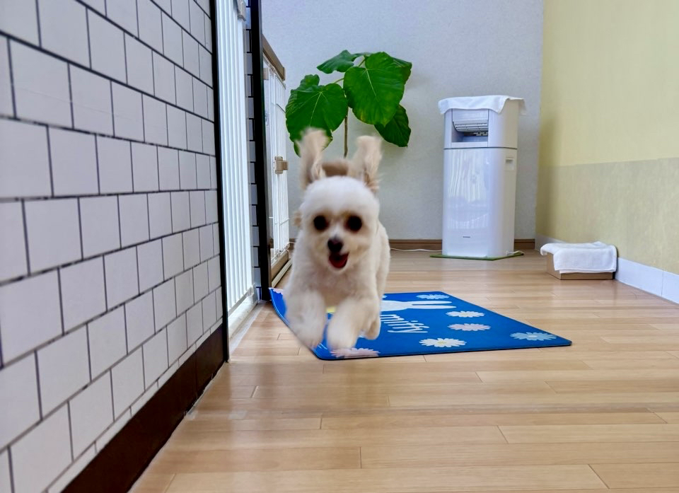 お客様（わんちゃん）のご紹介ですU^ェ^U