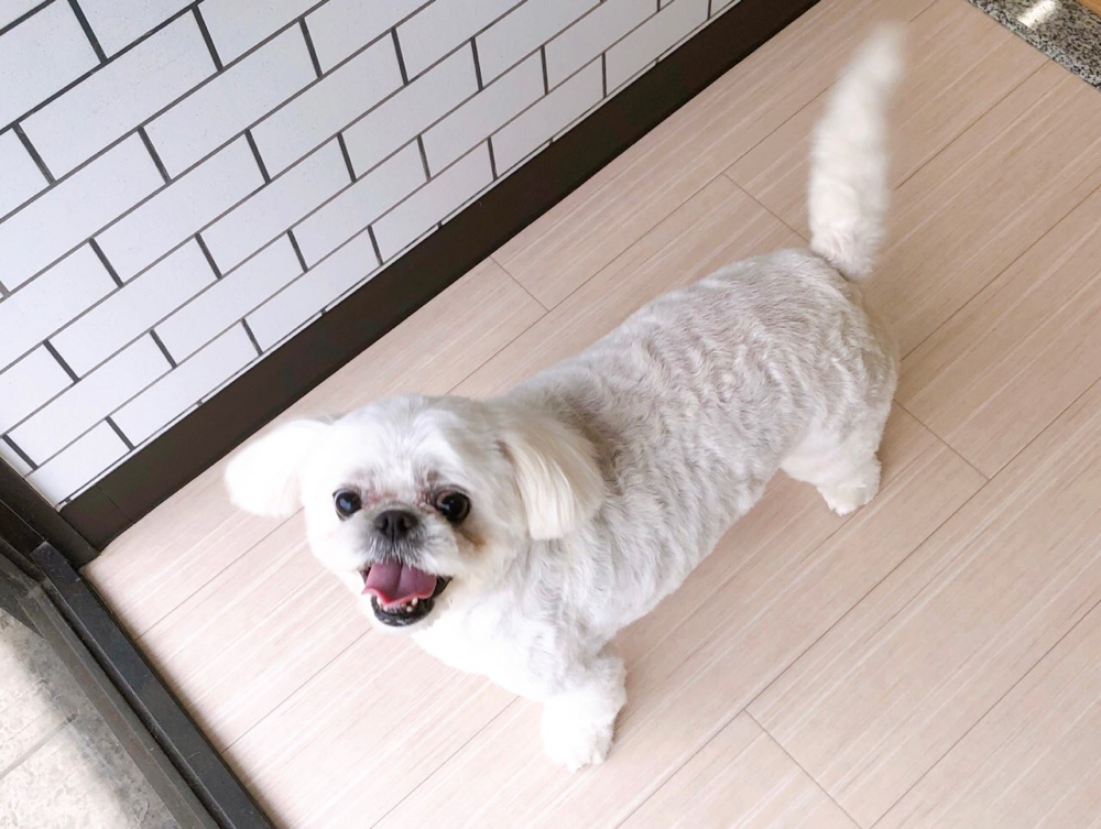 お客様（わんちゃん）のご紹介ですU^ェ^U