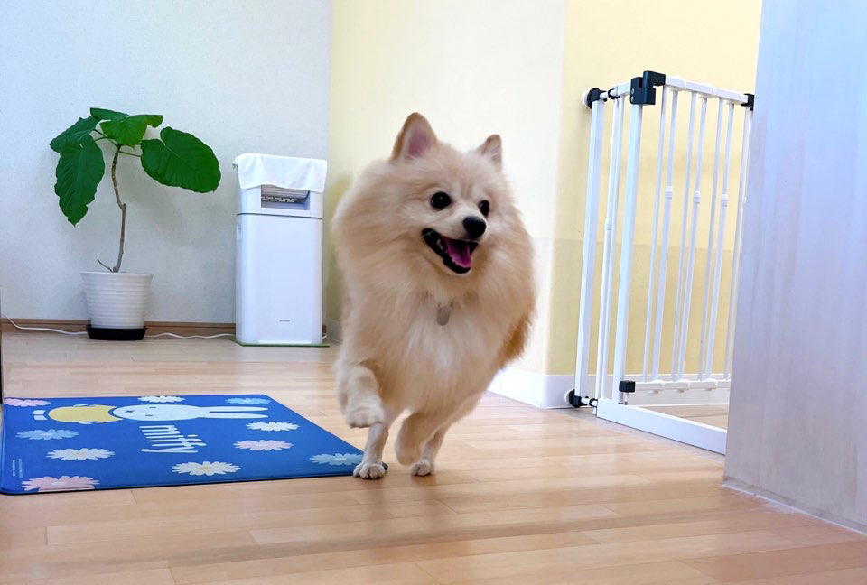 お客様（わんちゃん）のご紹介ですU^ェ^U