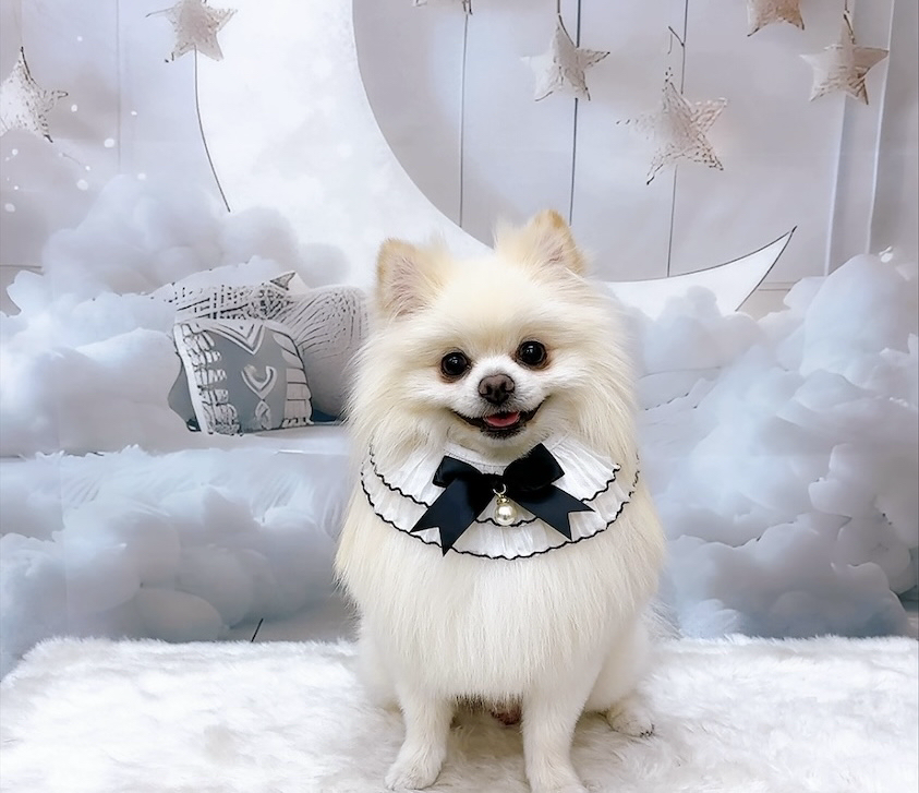 お客様（わんちゃん）のご紹介ですU^ェ^U