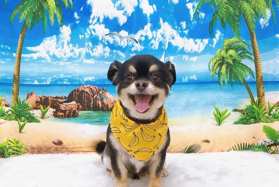お客様（わんちゃん）のご紹介ですU^ェ^U
