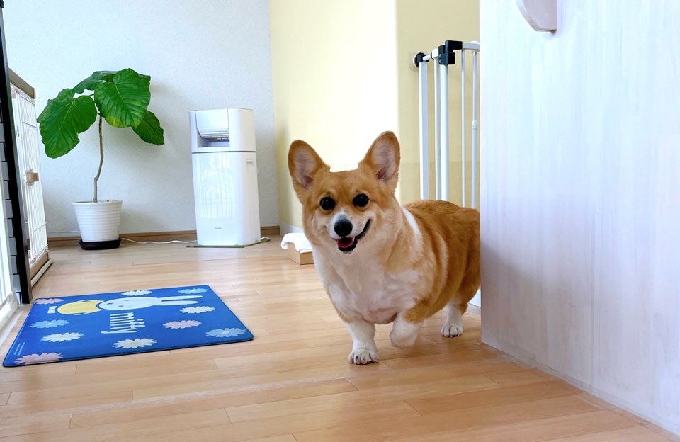 お客様（わんちゃん）のご紹介ですU^ェ^U