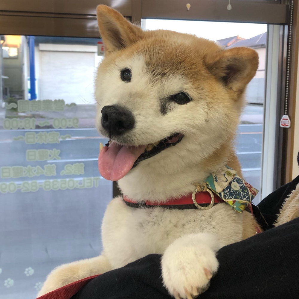 お客様（わんちゃん）のご紹介ですU^ェ^U