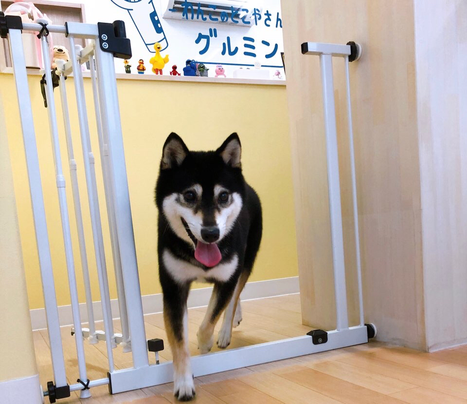 お客様（わんちゃん）のご紹介ですU^ェ^U
