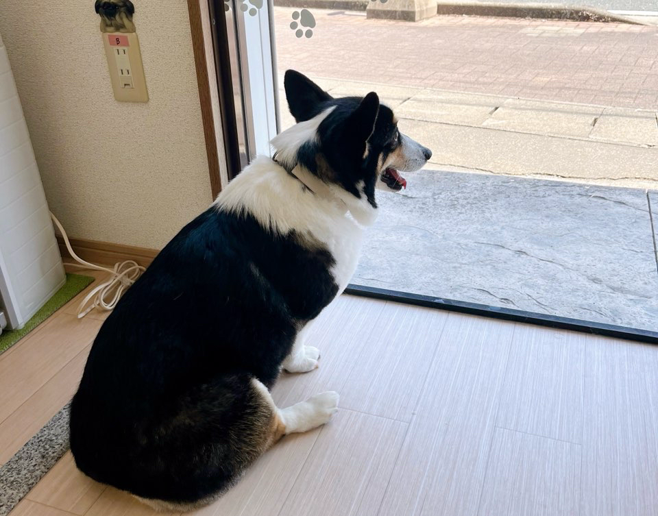 お客様（わんちゃん）のご紹介ですU^ェ^U