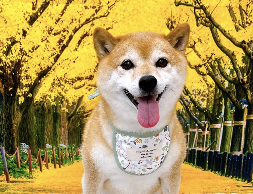 お客様（わんちゃん）のご紹介ですU^ェ^U