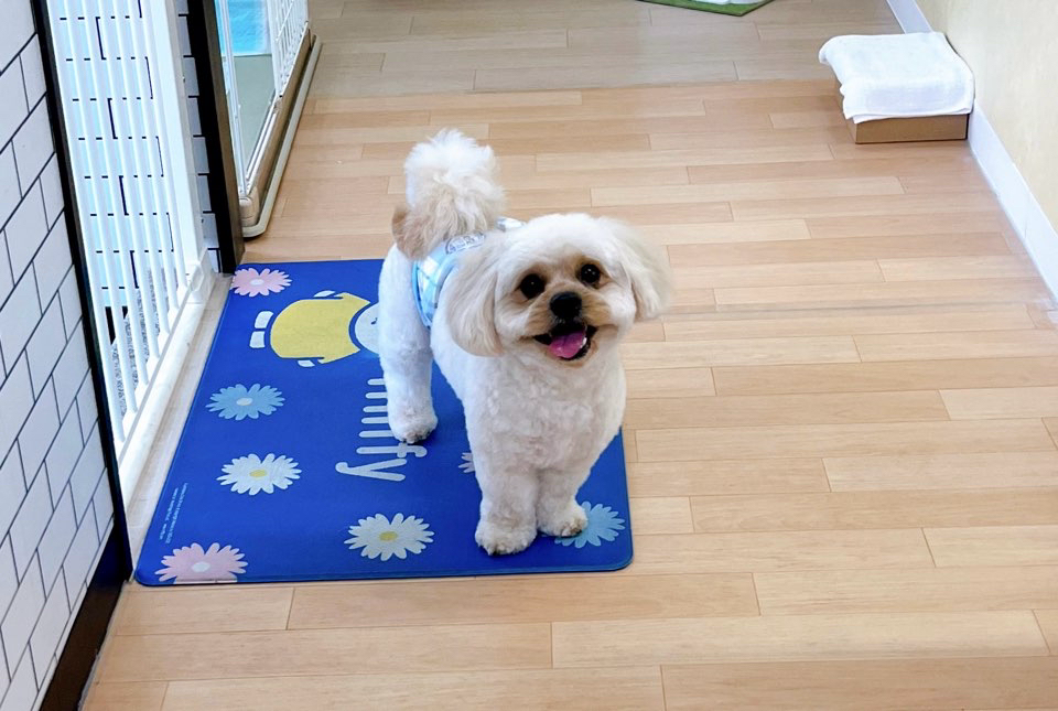 お客様（わんちゃん）のご紹介ですU^ェ^U