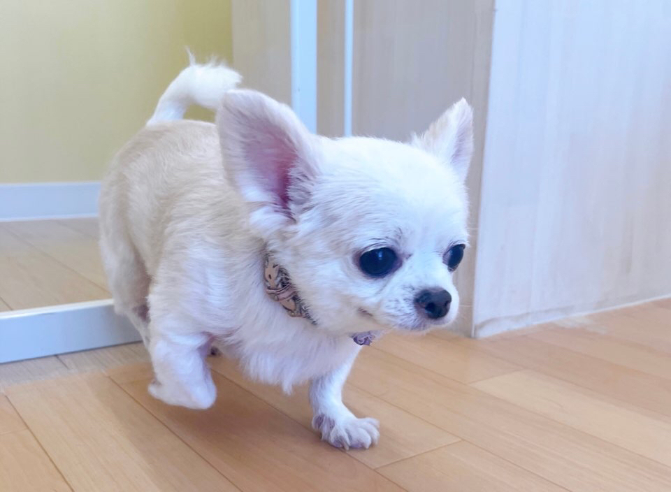お客様（わんちゃん）のご紹介ですU^ェ^U