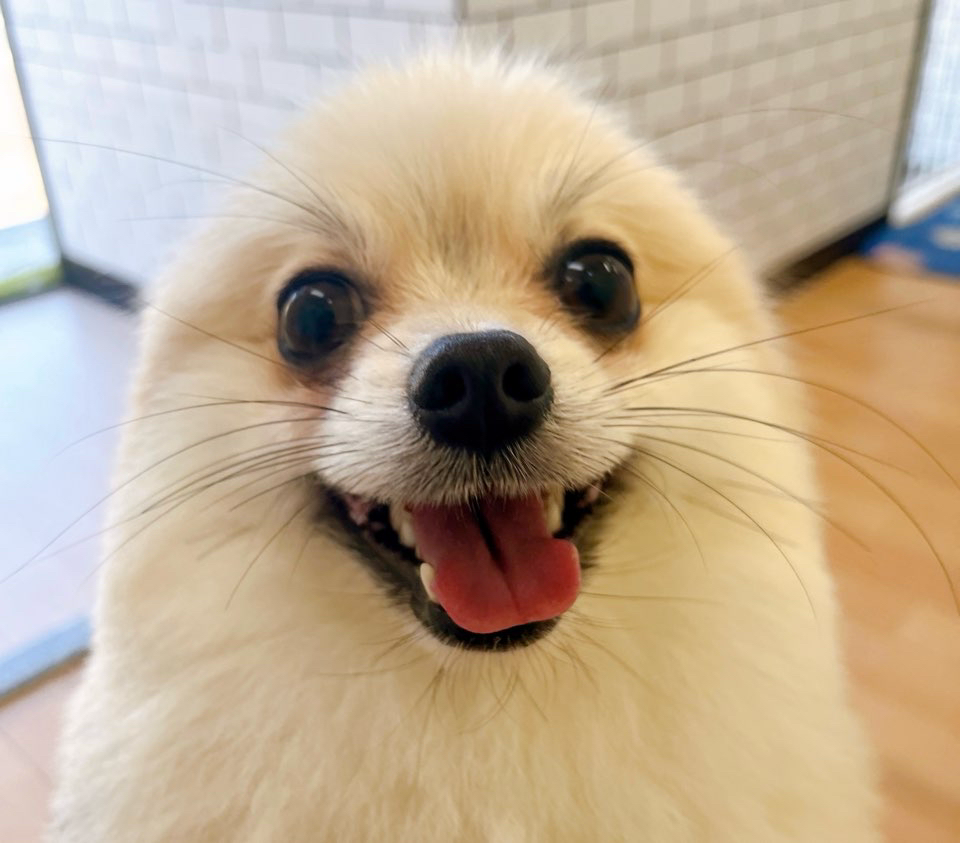 お客様（わんちゃん）のご紹介ですU^ェ^U