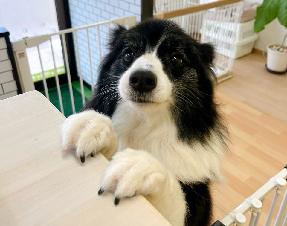 お客様（わんちゃん）のご紹介ですU^ェ^U