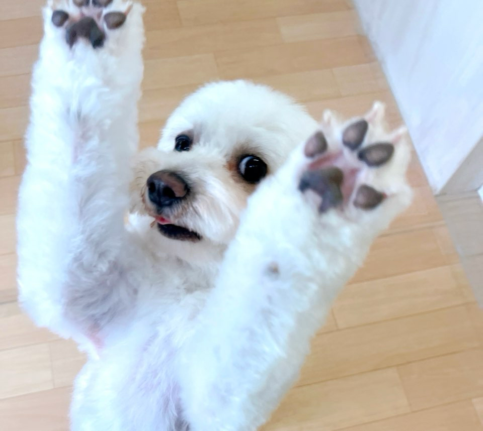 お客様（わんちゃん）のご紹介ですU^ェ^U
