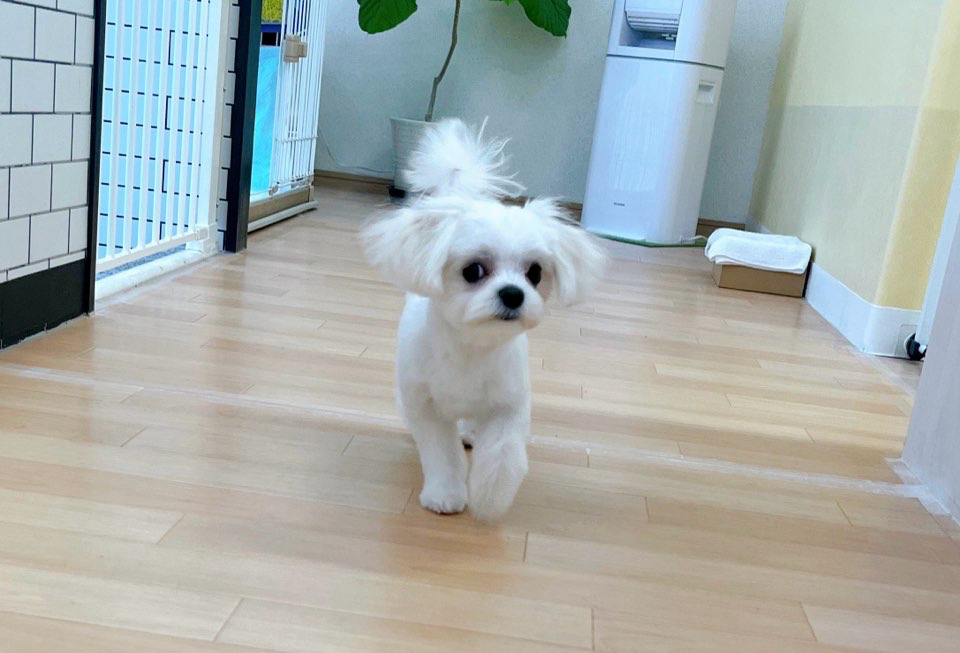 お客様（わんちゃん）のご紹介ですU^ェ^U