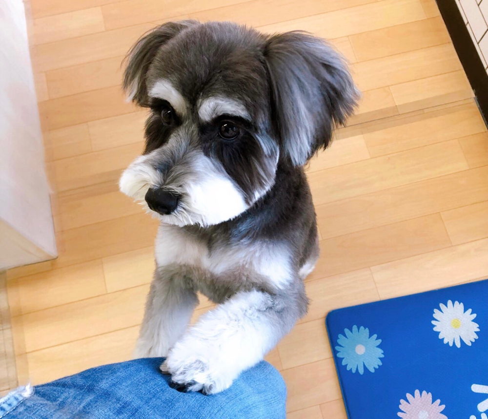 お客様（わんちゃん）のご紹介ですU^ェ^U